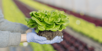 Organic Farming: How It Helps To Conserve The Environment