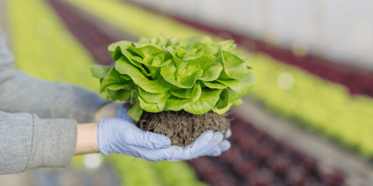 Organic Farming: How It Helps To Conserve The Environment