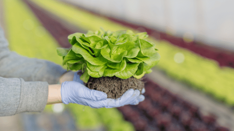 Organic Farming: How It Helps To Conserve The Environment