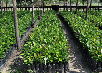 5 Ways To A Small Profitable Farm Business