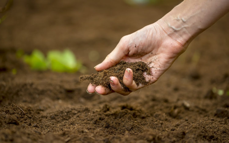 10 Best Ways To Increase Soil Fertility