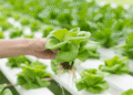 Hydroponic Farming In India