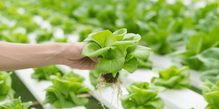 Hydroponic Farming In India