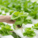 Hydroponic Farming In India