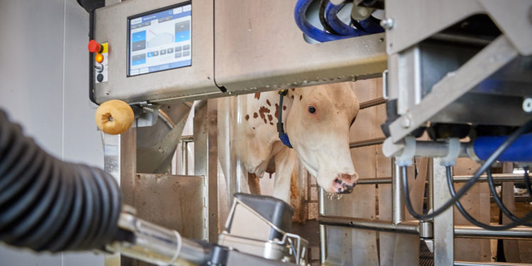 Robotic Milking: How Does It Helps In Dairy Farming?