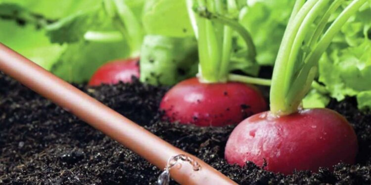 Drip Irrigation