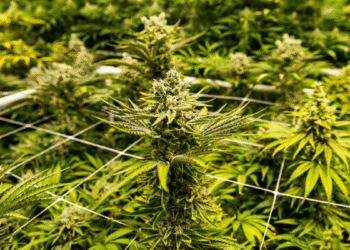 2 factors When Weed become worst for your crops