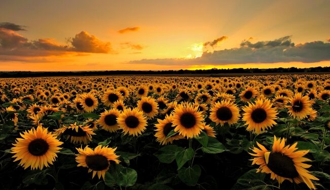 Sunflower Farming