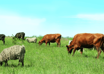 4 Amazing Tips about Livestock Farming