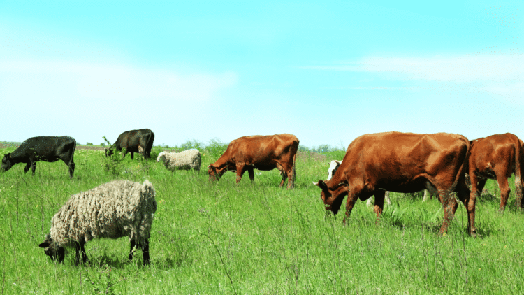 4 Amazing Tips about Livestock Farming