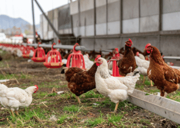 4 worst Facts about Chicken and Poultry