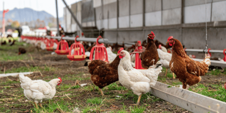 4 worst Facts about Chicken and Poultry