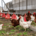 4 worst Facts about Chicken and Poultry