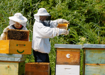 5 Amazing Facts about Bees and Beekeeping A beginners guide.webp