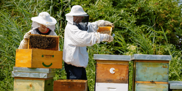 5 Amazing Facts about Bees and Beekeeping A beginners guide.webp