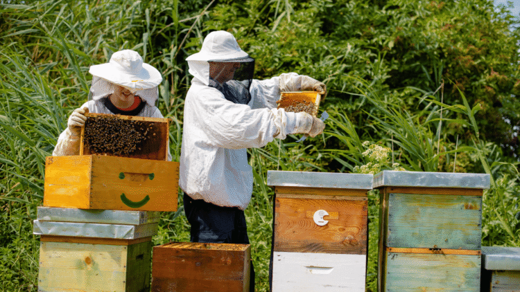 5 Amazing Facts about Bees and Beekeeping A beginners guide.webp