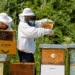 5 Amazing Facts about Bees and Beekeeping A beginners guide.webp