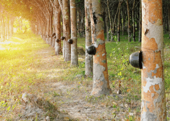 5 points for an amazing Rubber Plantation