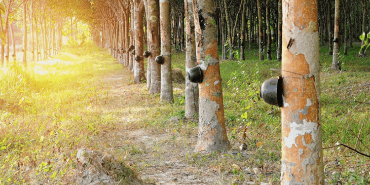 5 points for an amazing Rubber Plantation