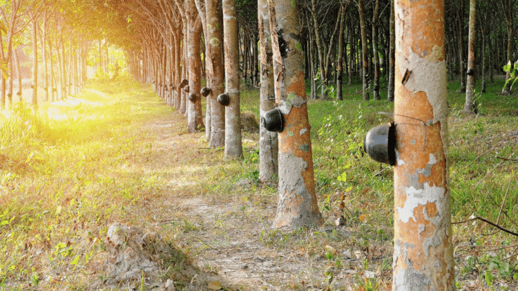 5 points for an amazing Rubber Plantation