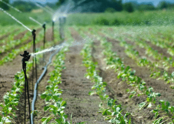 7 Amazing Facts about Sustainable Farming