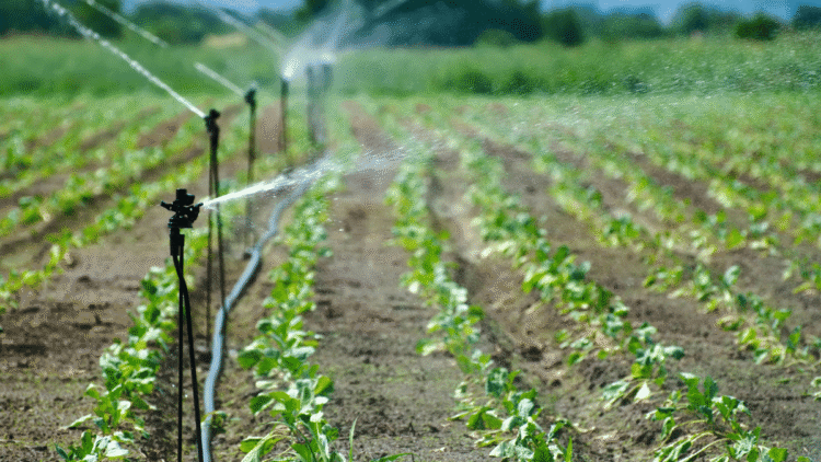 7 Amazing Facts about Sustainable Farming