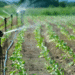 7 Amazing Facts about Sustainable Farming