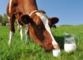 Sodium in Cow Milk