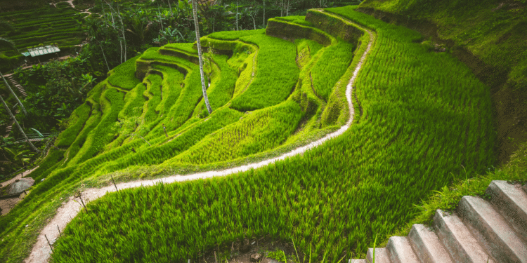 Terrace Farming and how effective is it