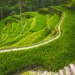 Terrace Farming and how effective is it