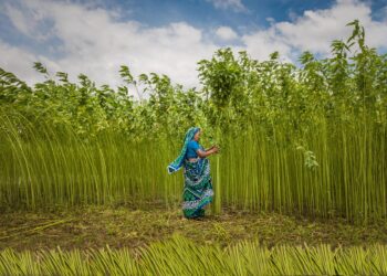 jute field