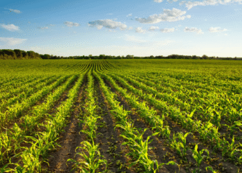 3 important areas of agriculture, post COVID-19 pandemic that saw a negative change