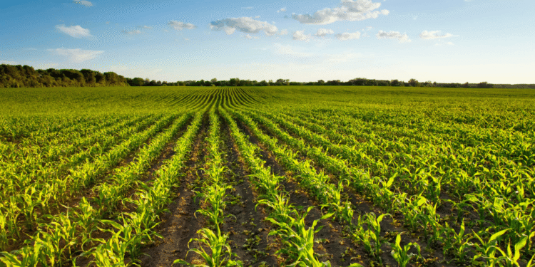 3 important areas of agriculture, post COVID-19 pandemic that saw a negative change