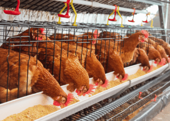 4 worst challenges to the Poultry Industry After COVID-19