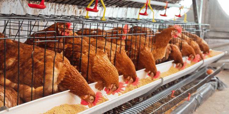 4 worst challenges to the Poultry Industry After COVID-19