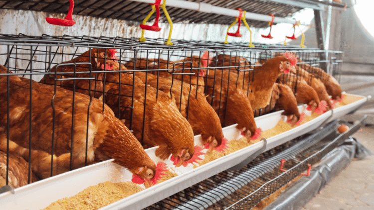 4 worst challenges to the Poultry Industry After COVID-19
