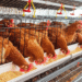 4 worst challenges to the Poultry Industry After COVID-19