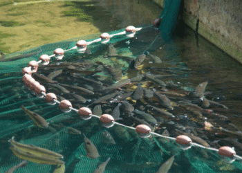 8 Amazing Facts about Aquaculture