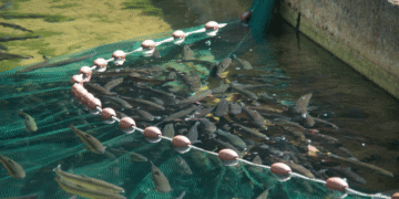 8 Amazing Facts about Aquaculture
