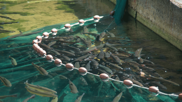 8 Amazing Facts about Aquaculture
