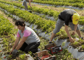 Top 8 Global leading fruit producers in the world