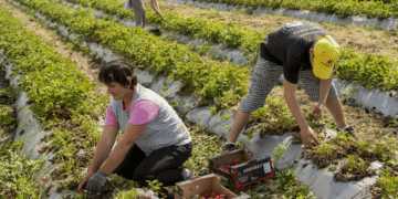 Top 8 Global leading fruit producers in the world