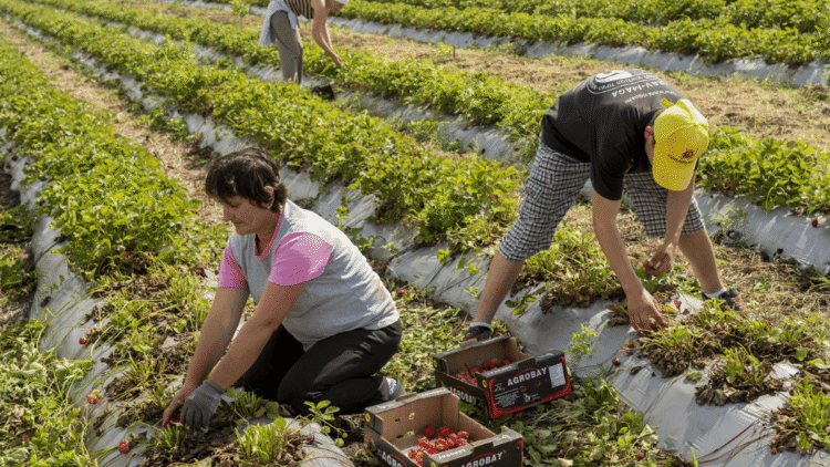 Top 8 Global leading fruit producers in the world
