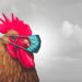 4 worst challenges to the Poultry Industry: After COVID-19 — Draft