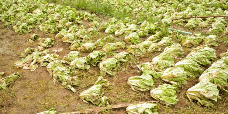 9 Worst affects of Industrial Farming