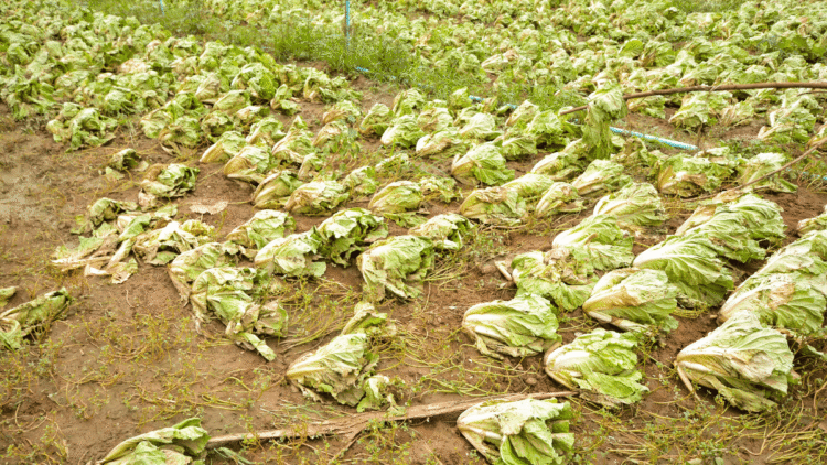 9 Worst affects of Industrial Farming