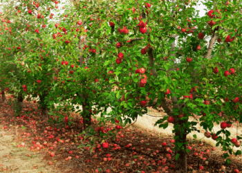 Achieve the best Apple orchards with these 4 steps