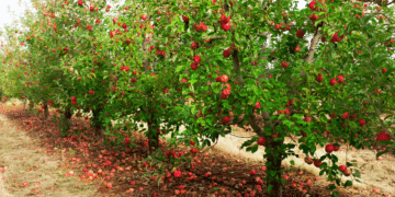 Achieve the best Apple orchards with these 4 steps