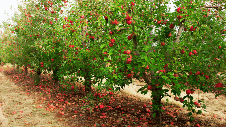 Achieve the best Apple orchards with these 4 steps