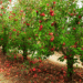 Achieve the best Apple orchards with these 4 steps